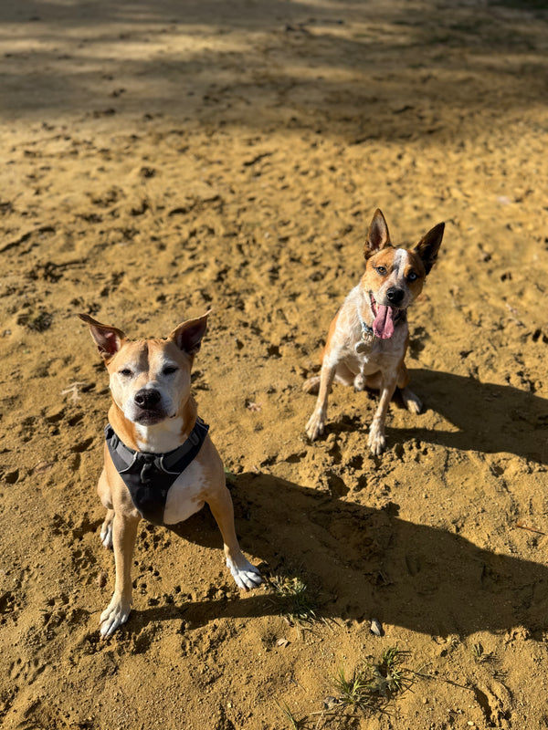 Two dogs standing on a sandy ground with a clear sky.